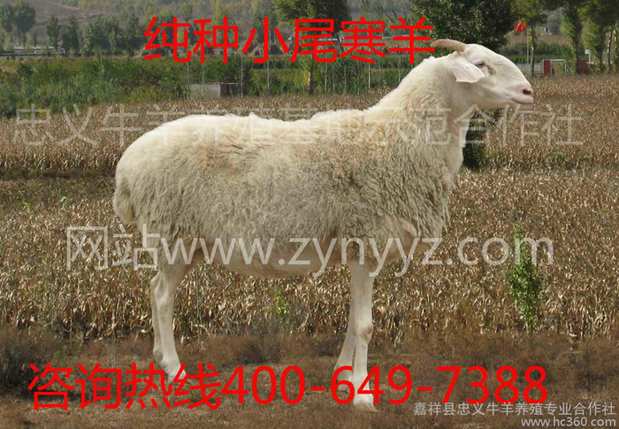 供应小尾寒羊 纯种小尾寒羊 小尾寒羊批发