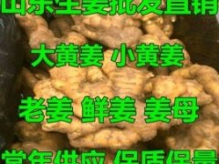 [供]山东优质生姜产地批发直销