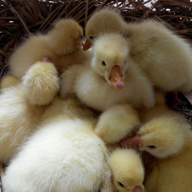 皖西鹅苗  养殖鹅苗 雁鹅苗价格 鹅苗出售