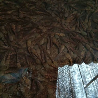 佳鑫石蛙 石蛙蝌蚪厂家 小蝌蚪 蛙苗