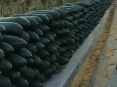 [供]！！！特级*优质396黑皮冬瓜，色泽好瓜型棒，快来