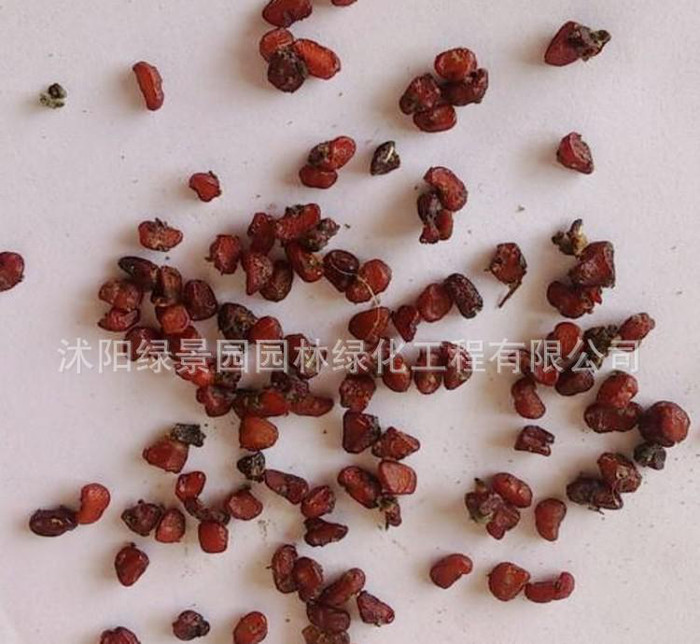 新采收花卉种子 海桐种子 海桐树种子新种子 保证质量包发芽