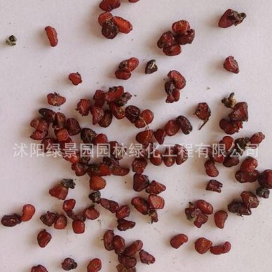 新采收花卉种子 海桐种子 海桐树种子新种子 保证质量包发芽