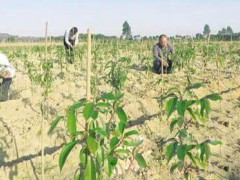 六安桂花苗--一亩地能种植多少桂花苗？