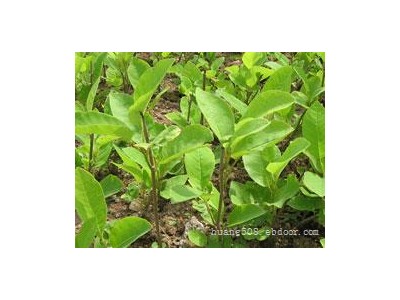 供应黄柏苗和厚朴苗和广西辣木苗简介 百部苗产区