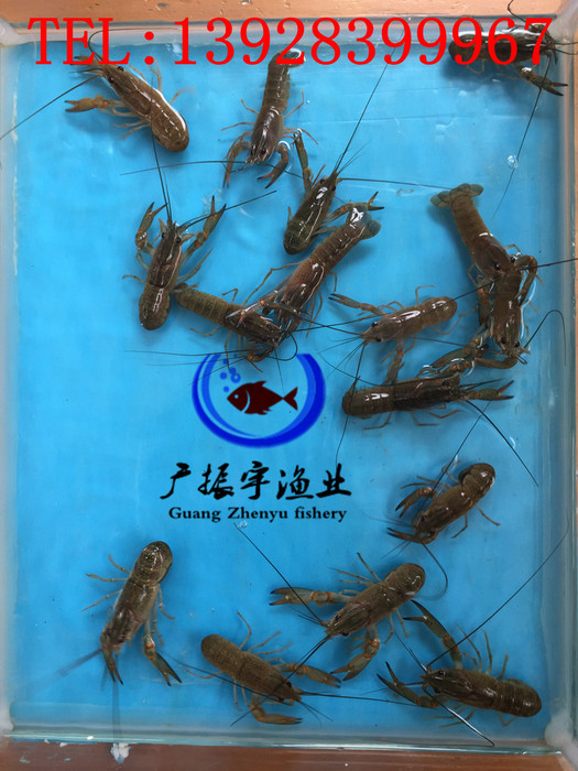 广振宇经营出售青鱼鱼苗鸭嘴鱼价格鲫鱼