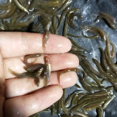 活体台湾泥鳅苗 三黄泥鳅苗 本地泥鳅苗 抗病能力强 全国发货 包活到家
