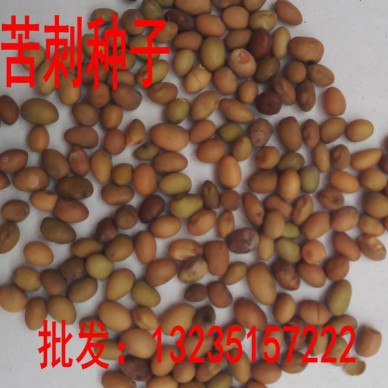 出售新采收花卉种子苦刺种子狼牙刺，铁马胡烧种子发芽好货到付款