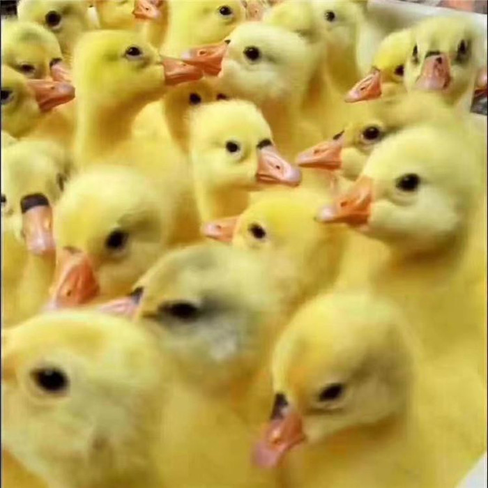 山东泰州鹅苗 山东泰州鹅苗批发 鹅苗价格 养殖利润大