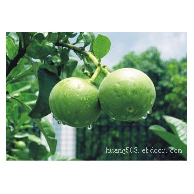 供应罗汉果苗和橘红苗和广西福鼎大白茶苗产地及简介