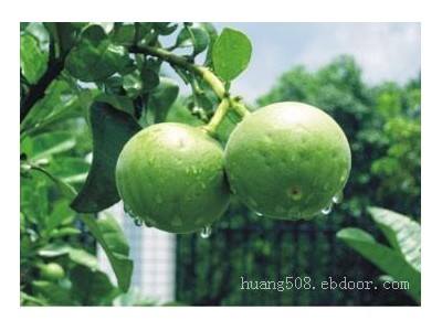 供应罗汉果苗和橘红苗和广西福鼎大白茶苗产地及简介