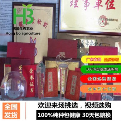 河北肉兔养殖场价格、广西肉兔价格、鸿博兔业