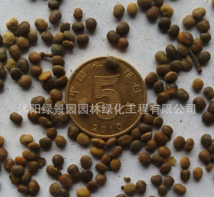 出售盐肤木种子护坡灌木花种子盐肤木花卉种子低价促销 包发芽种子支持货到付款