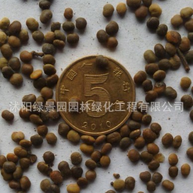 出售盐肤木种子护坡灌木花种子盐肤木花卉种子低价促销 包发芽种子支持货到付款