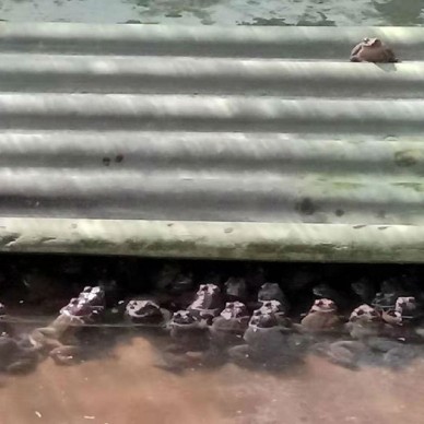 佳鑫石蛙 石蛙厂家 种蛙 蛙苗