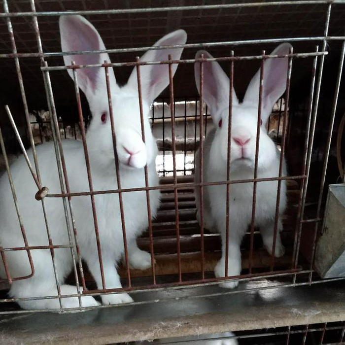 肉兔养殖场 比利时肉兔 肉兔苗价格 种兔养殖场