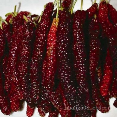 供应桑苗和蚕桑苗简介 广西桑树苗和长果桑苗推荐