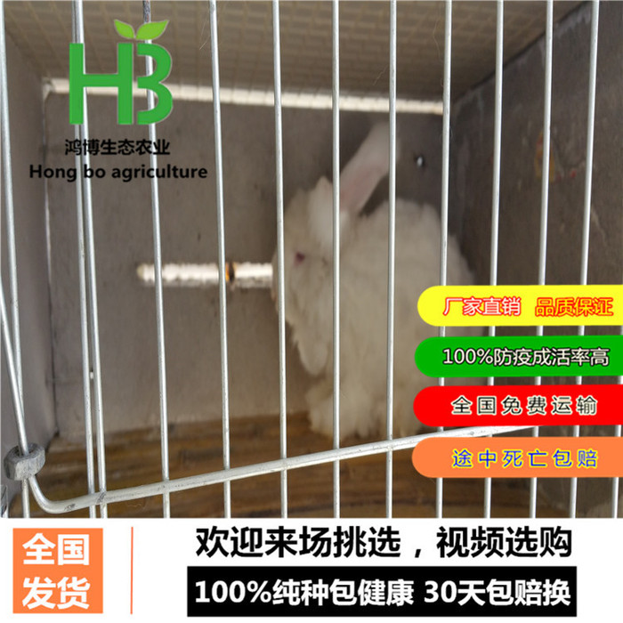 哪种肉兔品种好、2017专家预测肉兔行情、鸿博兔业