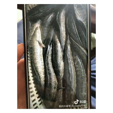 [供]出售成品黑鱼
