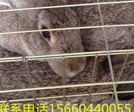 兔子养殖  比利时野兔崽 比利时野兔供应 批发兔子 量大价格优惠