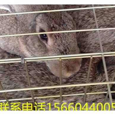 兔子养殖  比利时野兔崽 比利时野兔供应 批发兔子 量大价格优惠