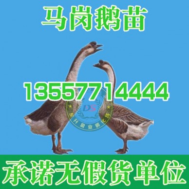 赤水野兔养殖基地