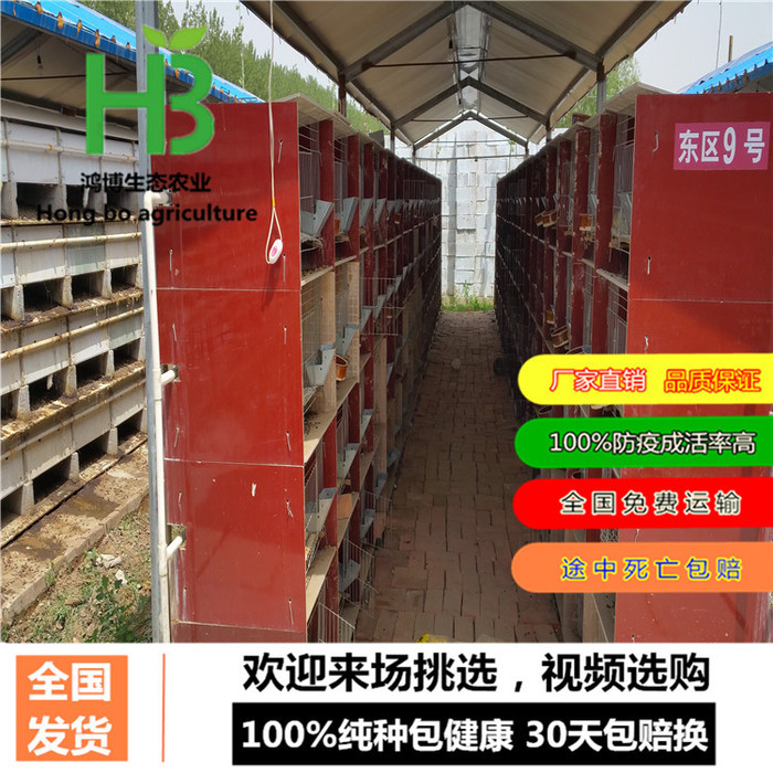 肉兔、法国肉兔养殖加盟很不错、鸿博兔业