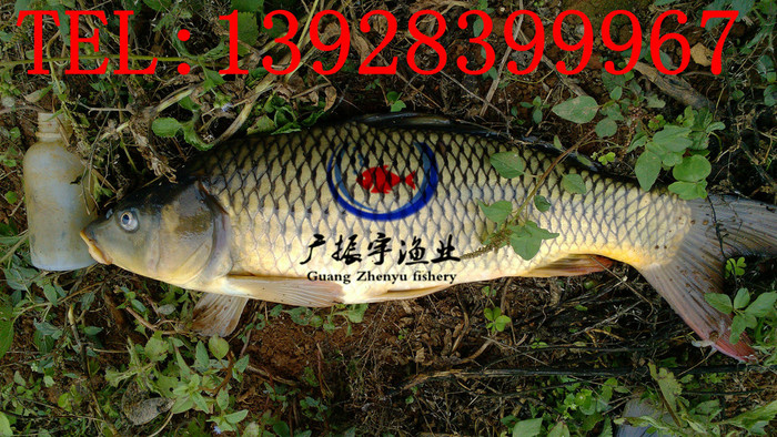 广振宇经营出售黄骨鱼鱼苗批发鳊鱼价格胭脂鱼鱼苗批发