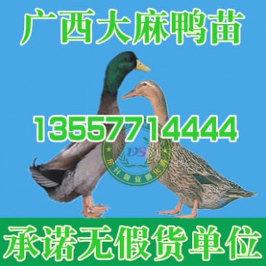 贵阳野兔养殖基地