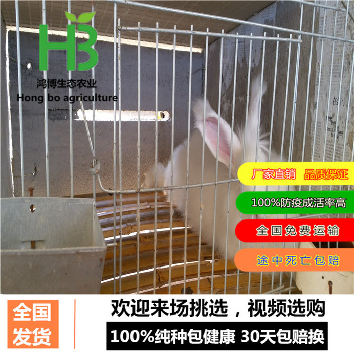 河南肉兔价格行情、肉兔种兔獭兔、鸿博兔业