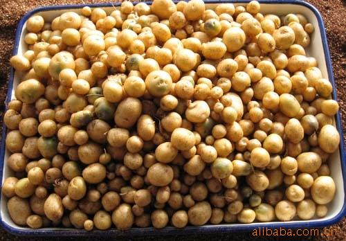 批发荷兰15号@脱毒马铃薯微型薯@批发土豆种子