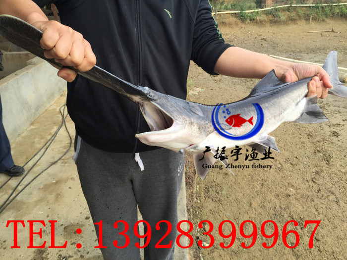 广振宇经营出售鲫鱼鱼苗黄骨鱼价格鲈鱼鱼苗批发