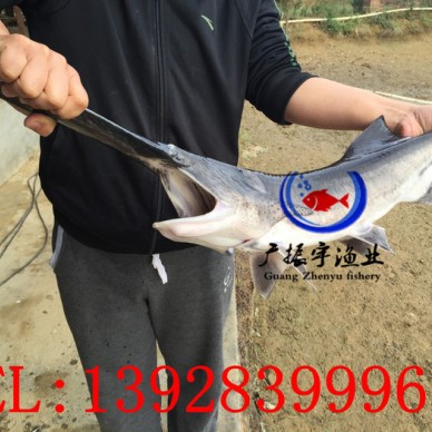 广振宇经营出售鲫鱼鱼苗黄骨鱼价格鲈鱼鱼苗批发