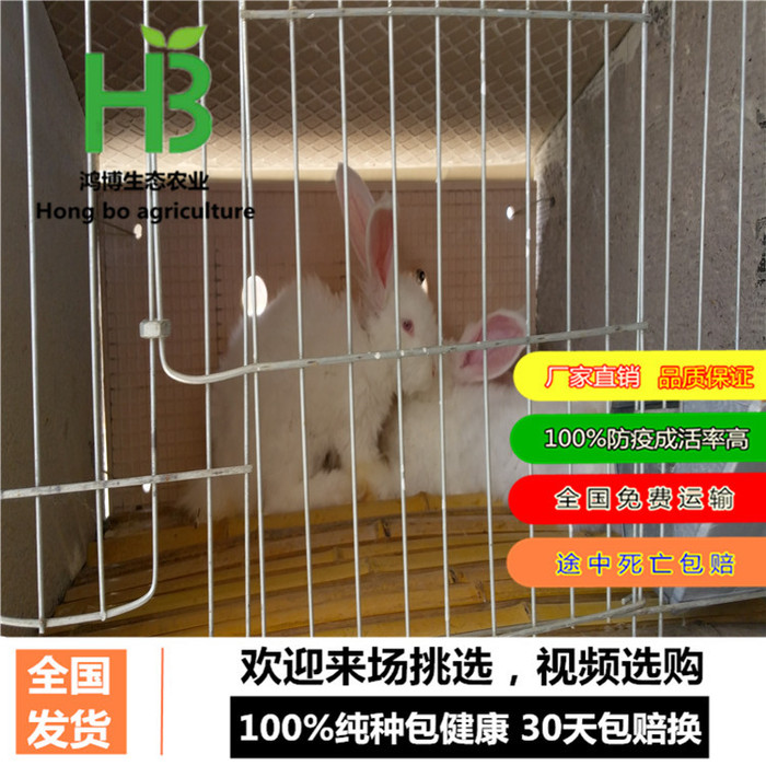 肉兔新品种、山东肉兔种兔价格、鸿博兔业