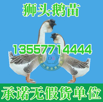 毕节野兔养殖基地