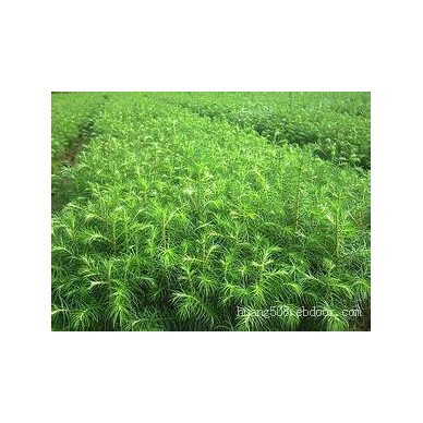 供应广西杉木苗专题 荷木苗和火力楠苗种苗场