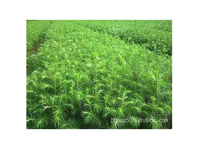 供应广西杉木苗专题 荷木苗和火力楠苗种苗场