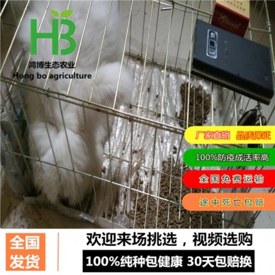 养肉兔、肉兔养殖春季的管理要点、鸿博兔业