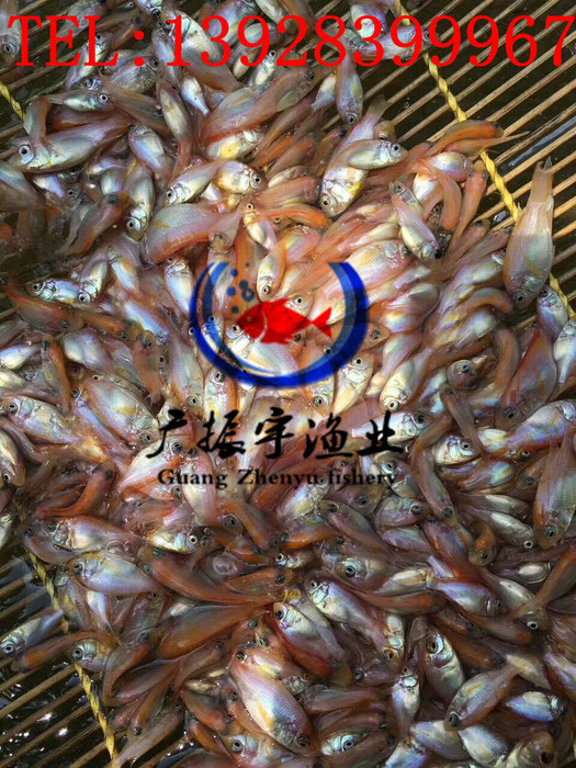 广振宇经营出售鲤鱼价格黄骨鱼鱼苗批发