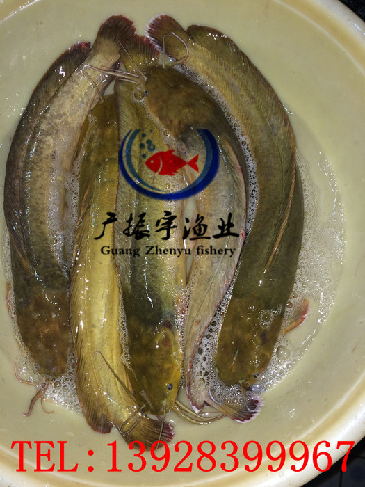 广振宇经营出售银鳕鱼鱼苗批发锦鲤价格桂花鱼鱼苗批发