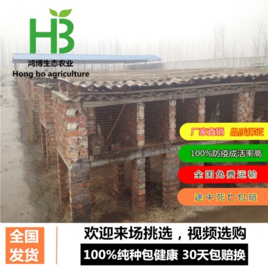 肉兔养殖加盟lyyzcn、塞北兔种兔养殖肉兔效益、鸿博兔业