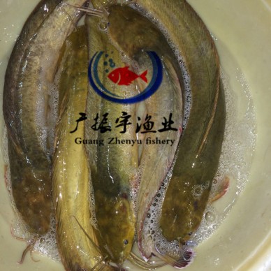 广振宇经营出售银鳕鱼鱼苗批发锦鲤价格桂花鱼鱼苗批发