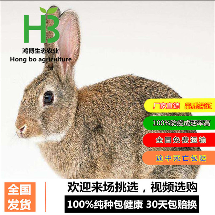2017年肉兔行情、塞北兔-皮肉兼用肉兔品种、鸿博兔业