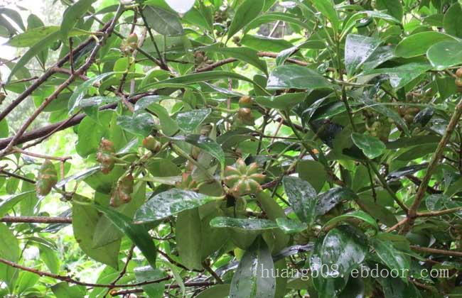 供应八角苗和茴香苗和广西八角树简介