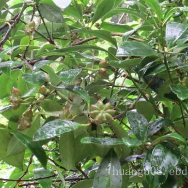 供应八角苗和茴香苗和广西八角树简介