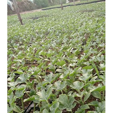 罗山县西瓜苗 露地嫁接西瓜育苗厂