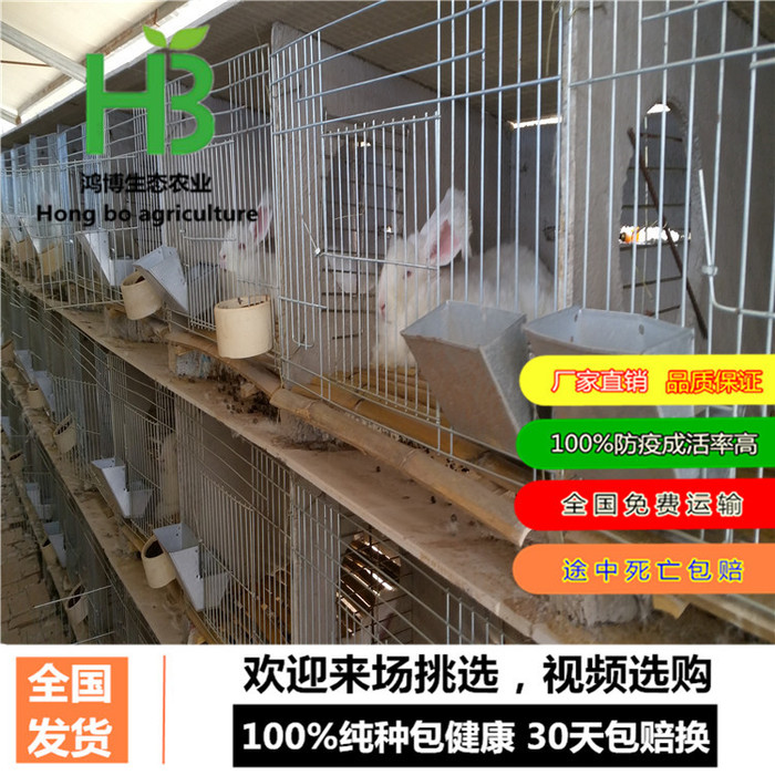 蚌埠杂交野兔出售野兔标本、灰色长毛兔子、鸿博兔业