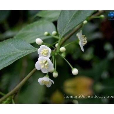 供应广西岗梅苗和人参苗和五指毛桃苗介绍