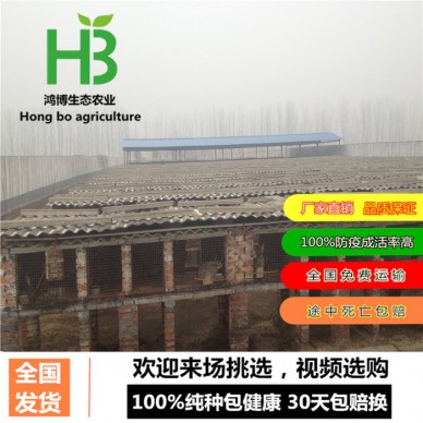 西宁野兔纯种野兔 价格、临沂肉兔今日价格、鸿博兔业