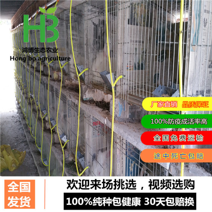 西宁野兔纯种野兔养殖基地、塞北兔繁殖、鸿博兔业